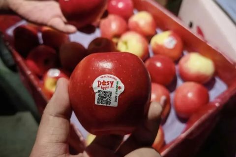 新西兰苹果先生(Mr Apple) 的早熟品种 Posy 小花苹果首批运抵中国市场
