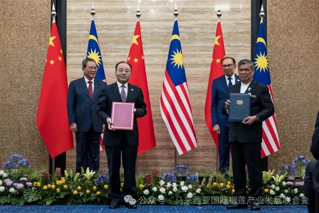 马来西亚新鲜榴梿将出口中国！榴莲市场群雄逐鹿！