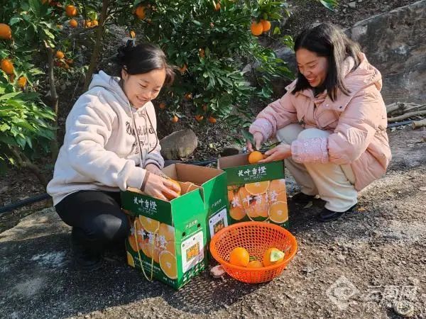 柑橘新品种“长叶香橙”在云南永善试种成功